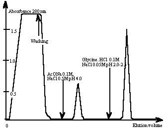 ABSORBANCE